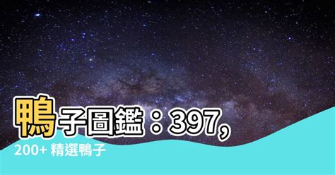 鴨子圖片|1,206,851 個「鴨子」相關素材，包含圖片、庫存照片。